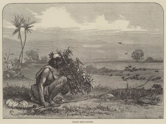 Indischer Vogelfänger